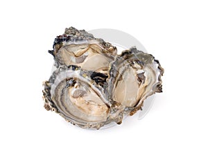 Fresh opened oyster on white background
