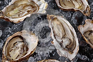 Fresh opened oysters in ice on a black stone textured background. Top view. Close-up shot.