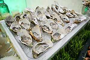 Fresh Opened Oysters