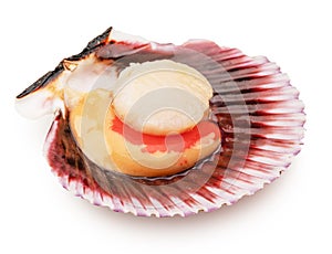 Fresh opened scallop with scallop roe or coral close up. File contains clipping path