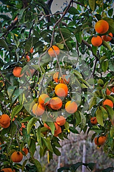 Fresh orange on branch tree