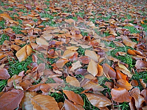 Fresh orange falling leaves of black beech