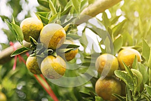fresh orange fruit in orchard, Clean fruit or popular fruit background, market fruit from agriculture orchard