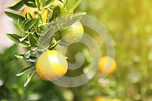 fresh orange fruit in orchard, Clean fruit or popular fruit background, market fruit from agriculture orchard