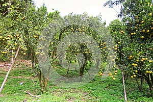 fresh orange fruit in orchard, Clean fruit or popular fruit background, market fruit from agriculture orchard