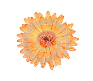Fresh orange gerbera or barberton daisy flower blooming with water drops isolated on white background top view , clipping path