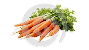 Fresh orange green leafy pile of carrots from garden on white background