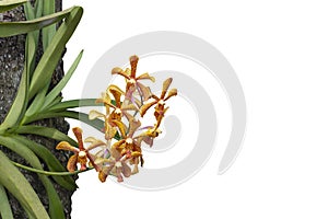 Fresh Orange Mokara orchid flower bloom on commensalism  big tree in the garden isolated on white background. photo