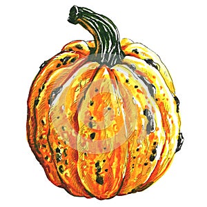 Fresh orange pumpkin, autumn harvest, closeup isolated, hand drawn watercolor illustration on white background