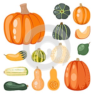 Fresh orange pumpkin decorative seasonal ripe food organic healthy vegetarian vegetable vector