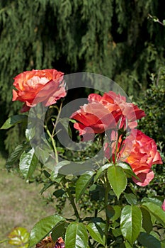 Fresh orange roses