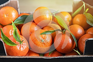 Fresh orange tangerines with leaves in a box, natural background