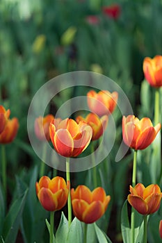 Fresh orange tulip at garden, Selective focus