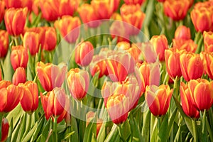 Fresh orange tulips and green leaves in the garden