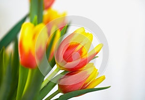 Fresh orange and yellow tulips against a white background. Closeup of bunch of beautiful flowers with vibrant petals and