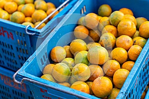 Fresh oranges in baskets picked by gardeners