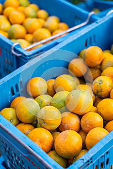 Fresh oranges in baskets picked by gardeners