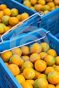 Fresh oranges in baskets picked by gardeners