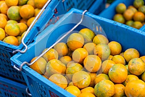 Fresh oranges in baskets picked by gardeners