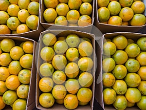 Fresh Oranges in Boxes