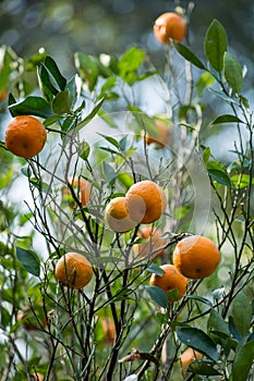 Fresh Oranges, Darjeeling, West Bengal, India