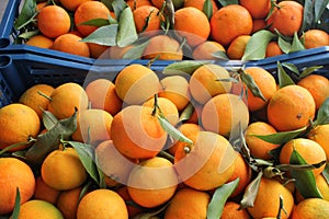 Fresh oranges on the market photo