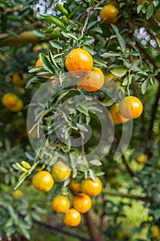 Fresh oranges on the orange tree