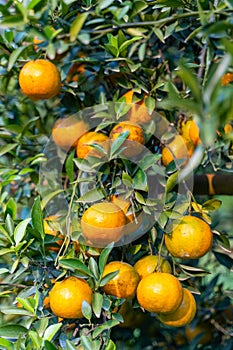 Fresh oranges on the orange tree