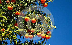 Fresh Oranges on the Tree
