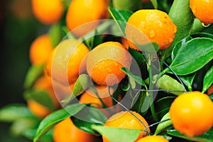 Fresh oranges on tree