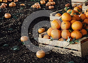 Fresh oranges in the wooden box