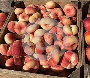 Fresh orchard peaches