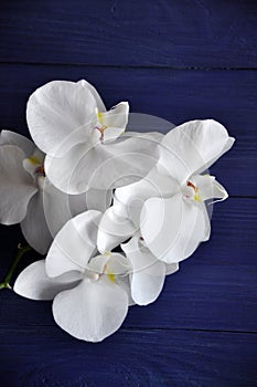 Fresh orchid branch with several flowers photo