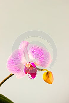 Fresh Orchid flower on light blue background. Beauty and health. Greeting card. Feminine design.