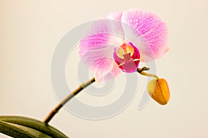 Fresh Orchid flower on light blue background. Beauty and health. Greeting card. Feminine design.