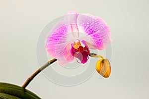 Fresh Orchid flower on light blue background. Beauty and health. Greeting card. Feminine design.