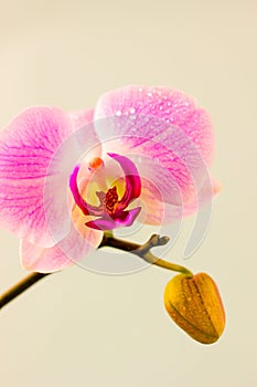 Fresh Orchid flower on light blue background. Beauty and health. Greeting card. Feminine design.