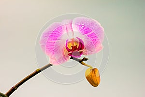 Fresh Orchid flower on light blue background. Beauty and health. Greeting card. Feminine design.