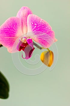 Fresh Orchid flower on light blue background. Beauty and health. Greeting card. Feminine design.