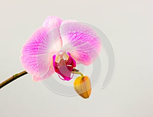 Fresh Orchid flower on light blue background. Beauty and health. Greeting card. Feminine design.