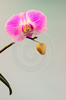 Fresh Orchid flower on light blue background. Beauty and health. Greeting card. Feminine design.