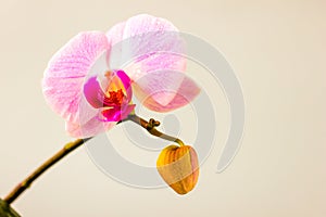 Fresh Orchid flower on light blue background. Beauty and health. Greeting card. Feminine design.