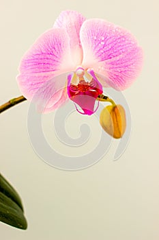 Fresh Orchid flower on light blue background. Beauty and health. Greeting card. Feminine design.