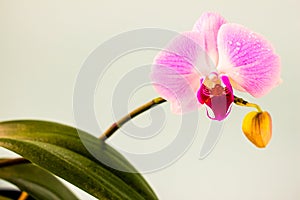 Fresh Orchid flower on light blue background. Beauty and health. Greeting card. Feminine design.