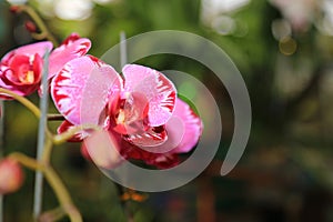 Fresh orchid flowers plants for layout design background