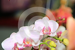 Fresh orchid flowers plants for layout design background