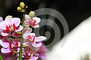 Fresh orchid flowers plants for layout design background