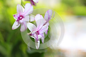 Fresh orchid flowers plants for layout design background