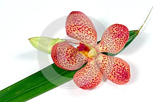 Fresh orchids