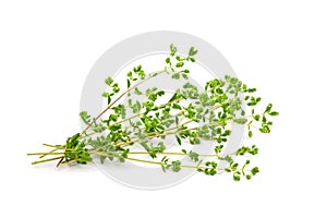 Fresh Oregano